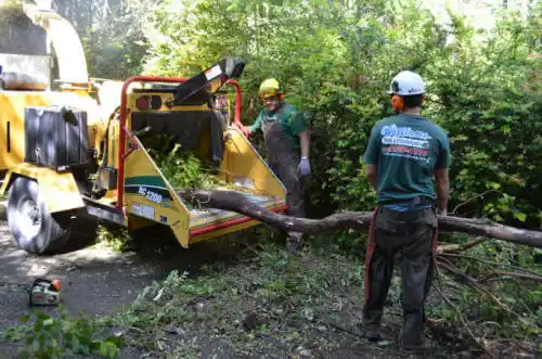 tree services North Fork